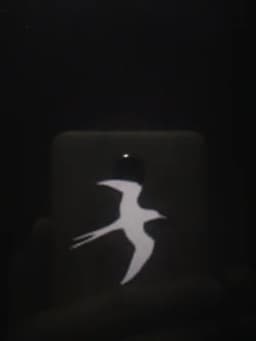 Gece Kuşu